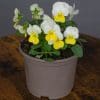 Viola Mixed | 9 x 10.5cm pots - Image 7