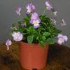 Viola Mixed | 9 x 10.5cm pots - Image 6