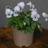 Viola Mixed | 9 x 10.5cm pots - Image 5
