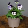 Viola Mixed | 9 x 10.5cm pots - Image 4