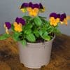 Viola Mixed | 3 x 10.5cm pots - Image 3