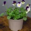 Viola Mixed | 9 x 10.5cm pots - Image 2
