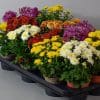 Chrysanthemum Mixed | 3 x 10.5cm pots | Garden Mums - Image 2