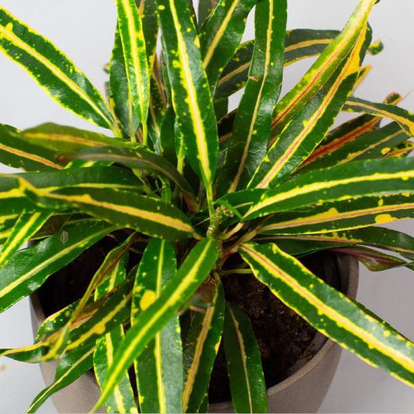 Croton Marianna | Codiaeum variegatum | Houseplant | 13cm Pot - Image 2