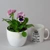 Pansy Mixed | 9 x 10.5cm pots - Image 3