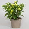Solanum | 9 x 10.5cm pots - Image 6
