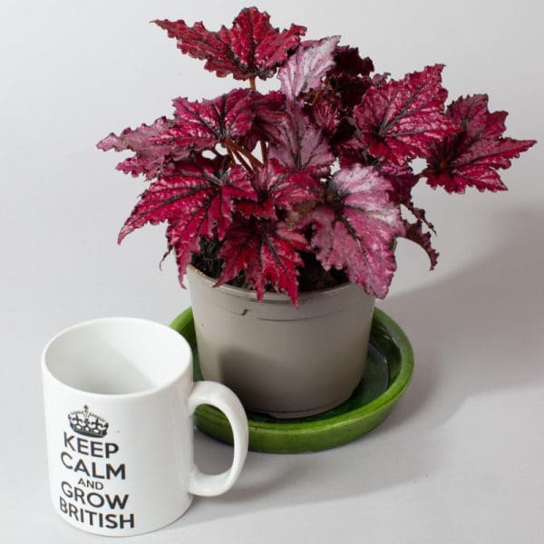 Begonia Rex Bewitched Cherry | Wax Begonia | Houseplant | 13cm Pot