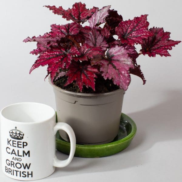 Begonia Rex Bewitched Cherry | Wax Begonia | Houseplant | 13cm Pot - Image 2