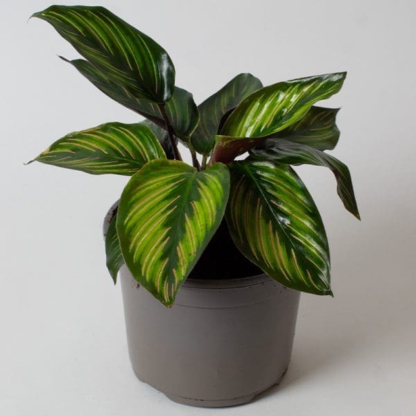 Calathea Beauty Star