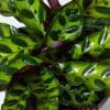 Calathea Insignis | Rattlesnake Plant (13cm Pot) - Image 2