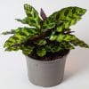Calathea Insignis | Rattlesnake Plant (13cm Pot)