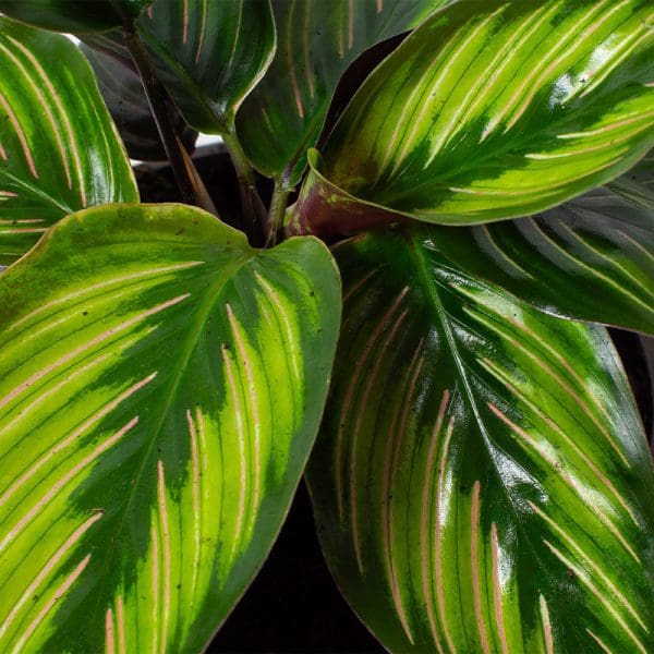 Calathea Beauty Star (13cm Pot) - Image 2