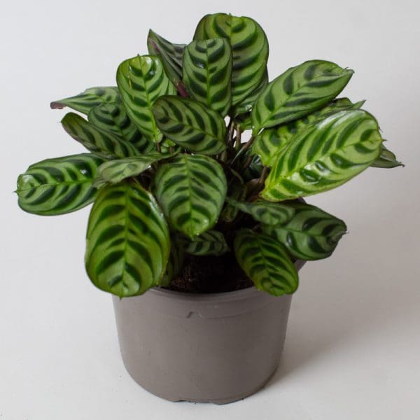 Calathea burle marxii