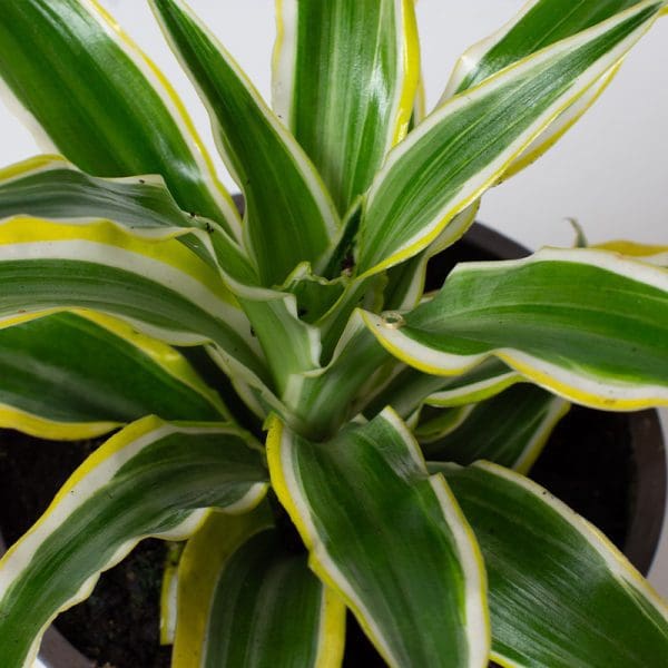 Dracaena Surprise | Dragon Tree | Houseplant | 13cm Pot - Image 2