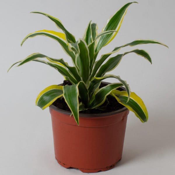 Dracaena Surprise | Dragon Tree | Houseplant | 13cm Pot