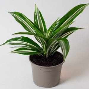 Dracaena fragrans