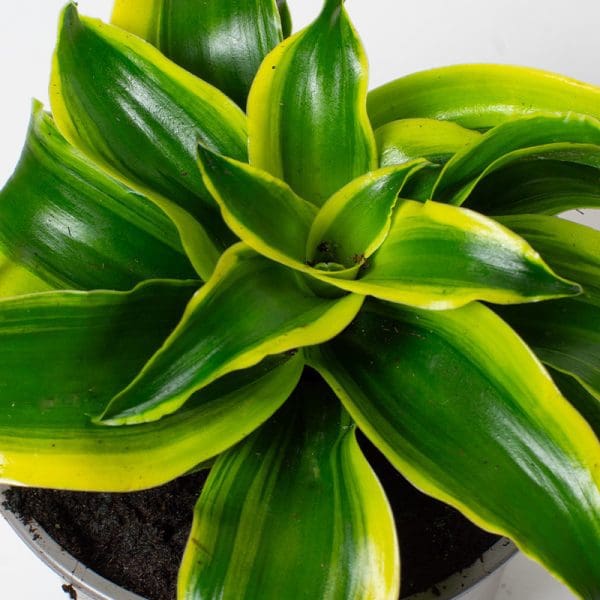 Dracaena Fragrans Tornado | Corn Plant | Houseplant | 13cm Pot - Image 2