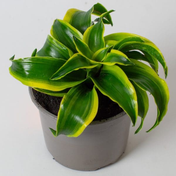 Dracaena Fragrans Tornado | Corn Plant | Houseplant | 13cm Pot