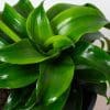 Dracaena fragrans Twister (13cm Pot) - Image 3