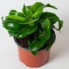 Dracaena fragrans Twister