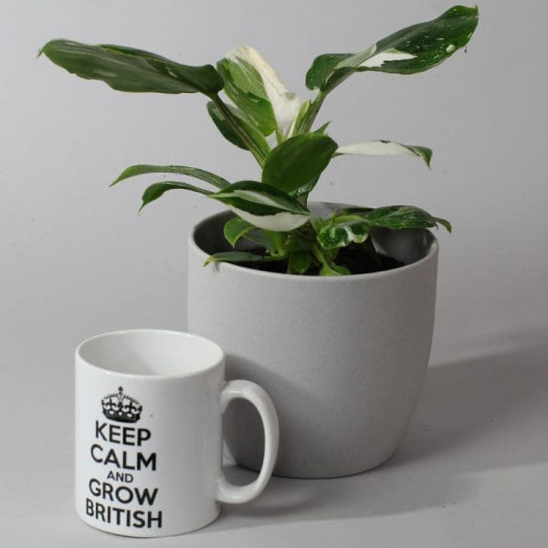 Philodendron erubescens White Knight (13cm Pot) - Image 3