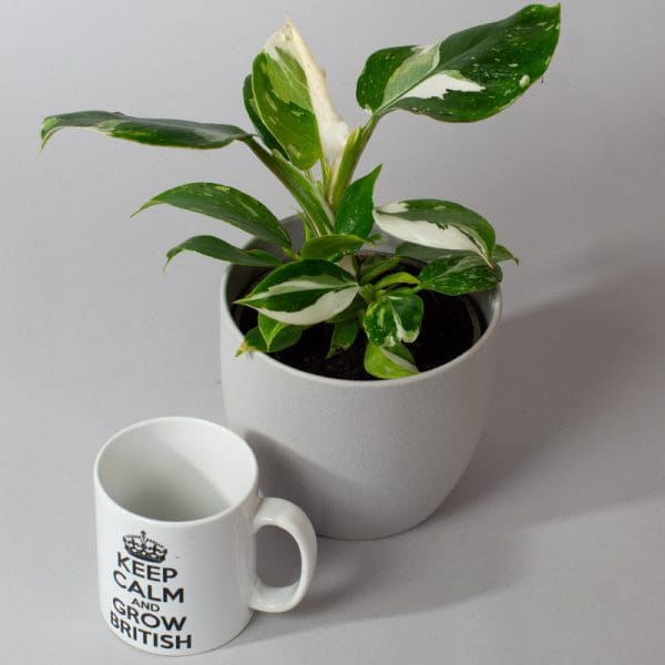 philodendron