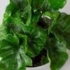 Philodendron Atom (15cm Pot) - Image 2