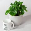 Philodendron Atom (15cm Pot)