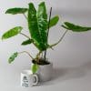 Philodendron Billietiae (13cm Pot)