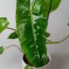 Philodendron Billietiae (13cm Pot) - Image 2