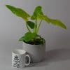 Philodendron bipinnatifidum "Golden Violin" (13cm Pot)
