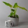 Philodendron bipinnatifidum "Golden Violin" (13cm Pot) - Image 2