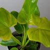 Philodendron bipinnatifidum "Golden Violin" (13cm Pot) - Image 3