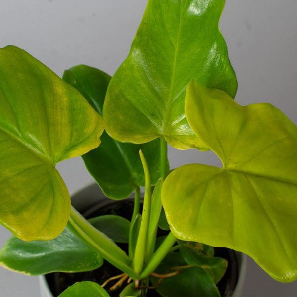 Philodendron bipinnatifidum "Golden Violin" (13cm Pot) - Image 3