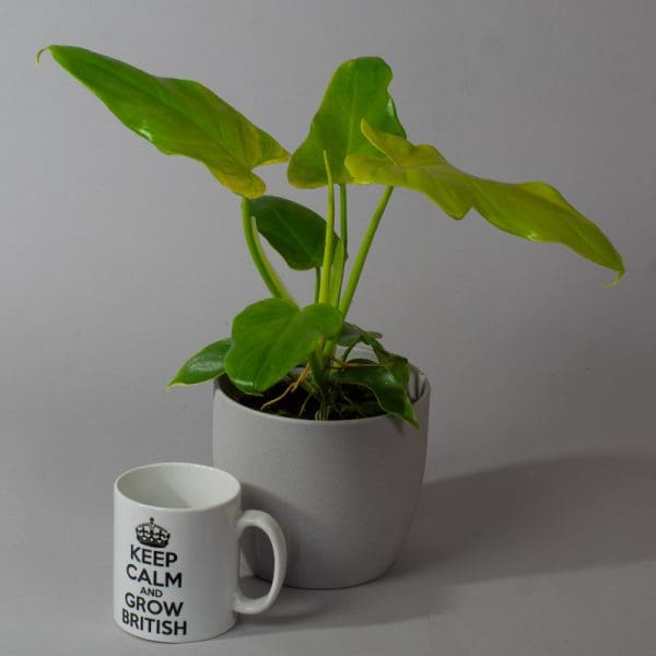Philodendron bipinnatifidum "Golden Violin" (13cm Pot)
