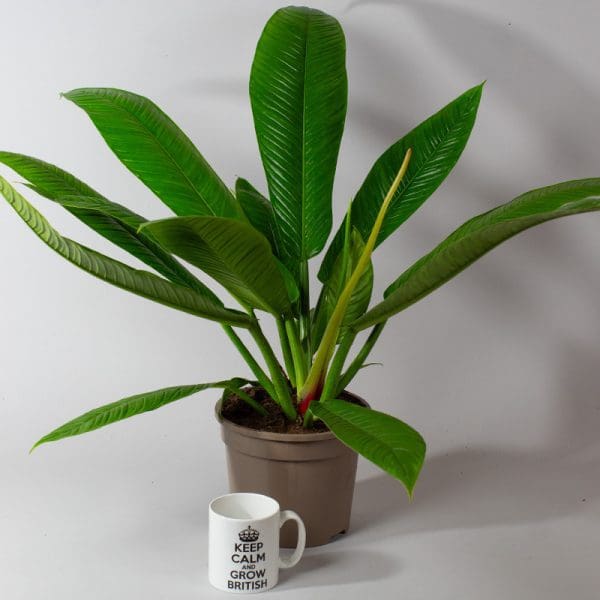 Philodendron campii "Lynette" |  3 Litre Pot