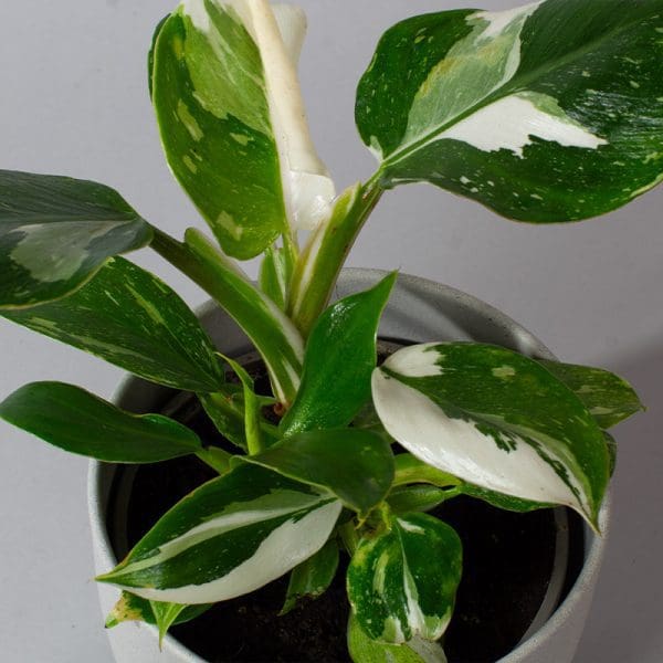 Philodendron erubescens White Knight (13cm Pot) - Image 2