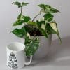 Syngonium Podophyllum Variegated Albo |  Arrowhead plant | Houseplant | 13cm Pot - Image 3