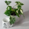 Syngonium Podophyllum Variegated Albo |  Arrowhead plant | Houseplant | 13cm Pot
