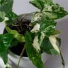 Syngonium Podophyllum Variegated Albo |  Arrowhead plant | Houseplant | 13cm Pot - Image 2