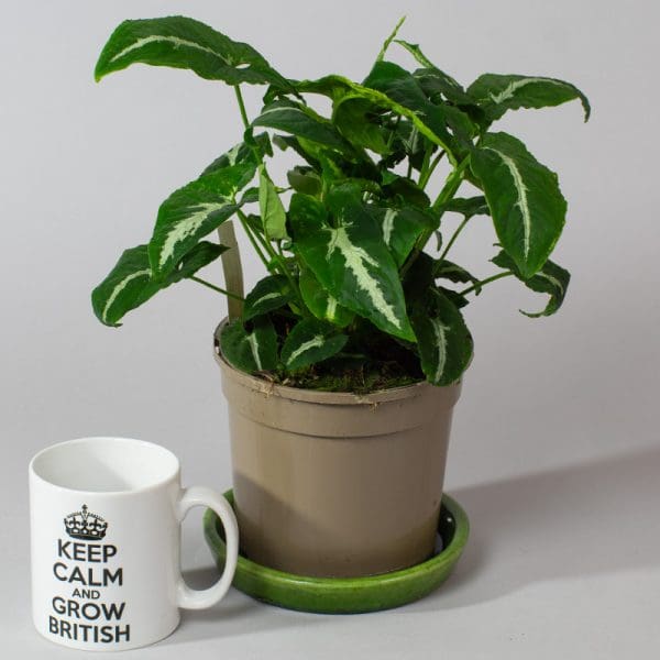 Syngonium Wendlandii Green Velvet | Arrowhead plant | Houseplant | 15cm Pot