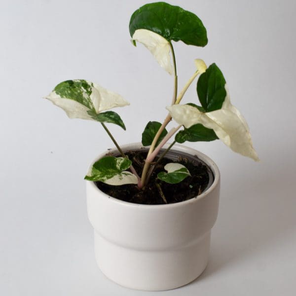 Syngonium albo variegata | Arrowhead Plant | Houseplants | 13cm Pot