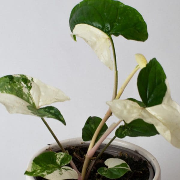 Syngonium albo variegata | Arrowhead Plant | Houseplants | 13cm Pot - Image 2