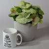 Syngonium podophyllum "Strawberry Milk" | 13cm Pot - Image 2