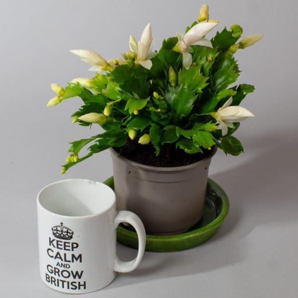 Christmas Cactus (White) | Schlumberger | Houseplant | 13cm Pot - Image 2