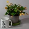 Christmas Cactus (Yellow) | Schlumberger | Houseplant | 13cm Pot - Image 2