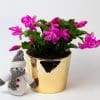 Christmas Cactus (Pink) | Schlumberger | Houseplant | 13cm Pot