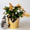 Christmas Cactus (Yellow) | Schlumberger | Houseplant | 13cm Pot