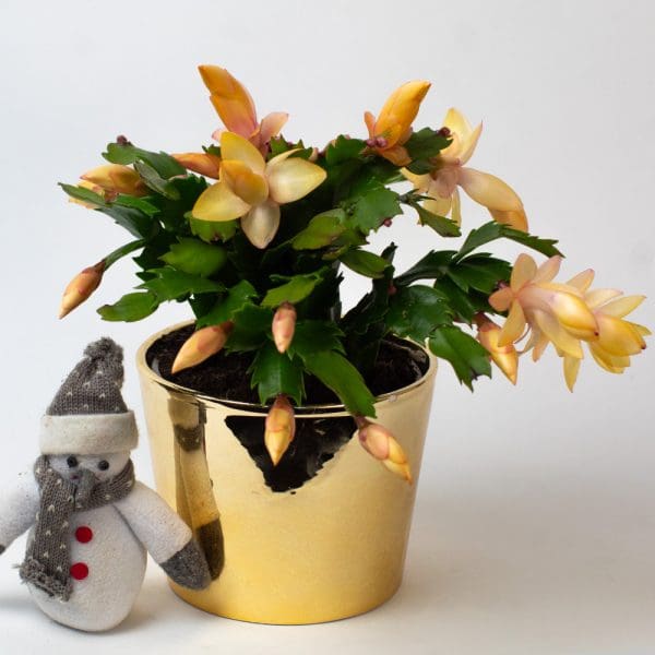 Christmas Cactus (Yellow) | Schlumberger | Houseplant | 13cm Pot