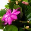 Christmas Cactus (Pink) | Schlumberger | Houseplant | 13cm Pot - Image 4